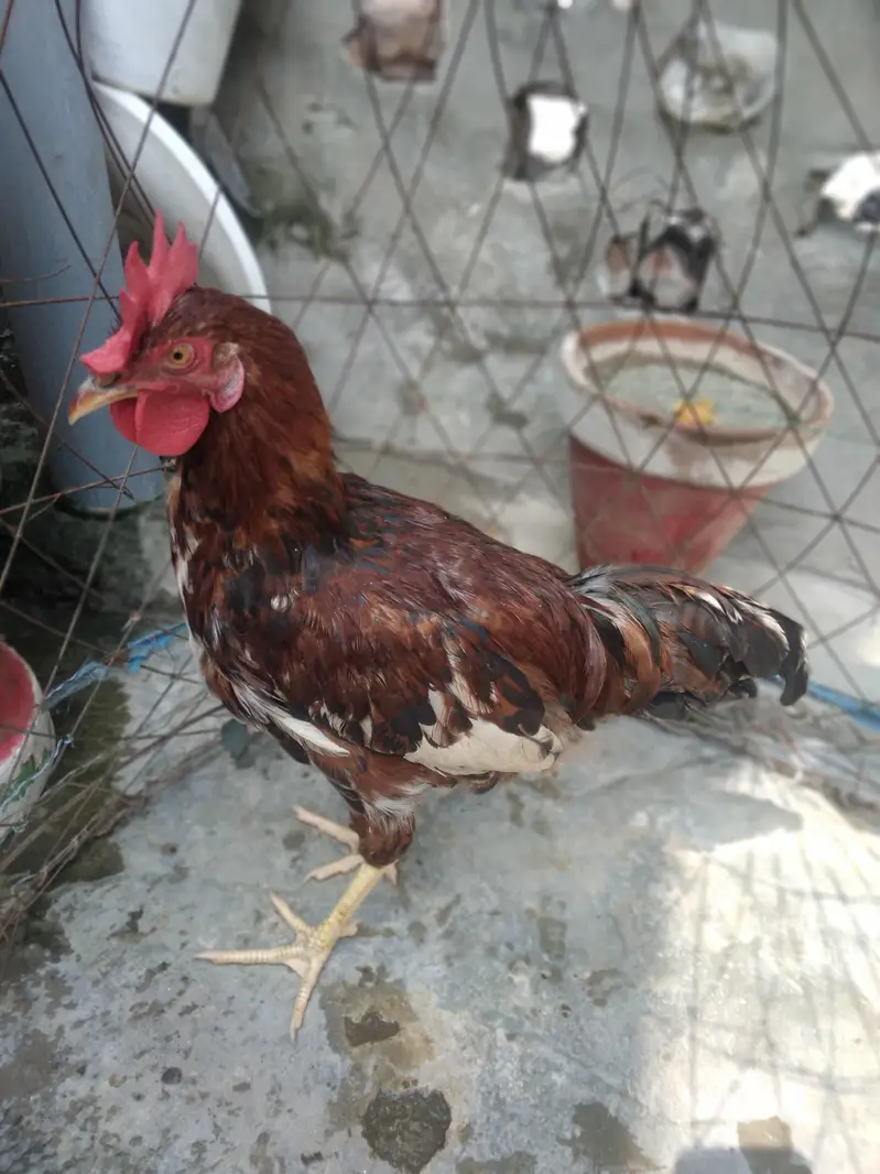 Desi murga home breed full cock — photo 2