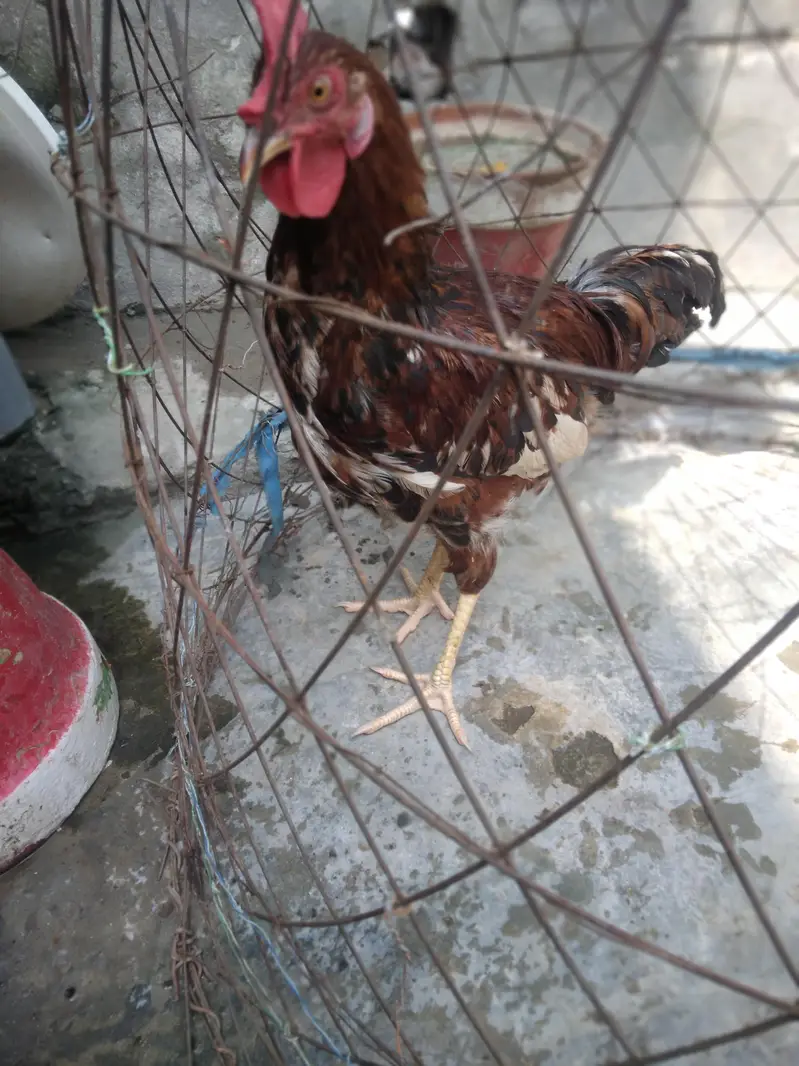 Desi murga home breed full cock — photo 3