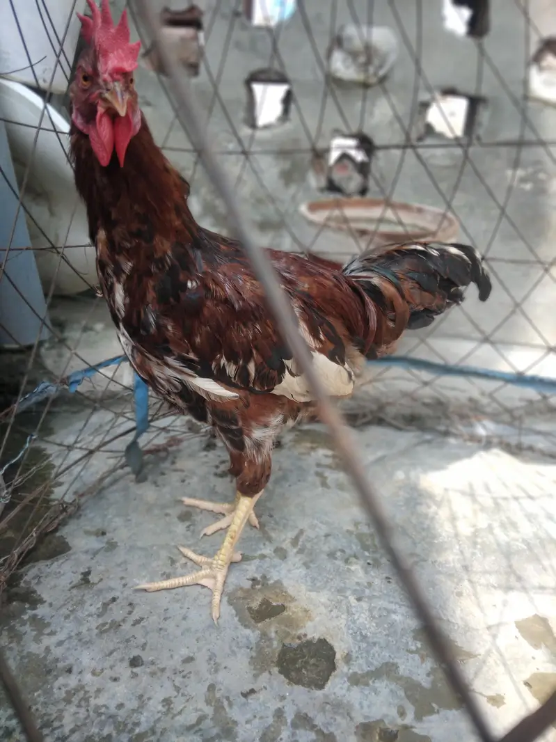 Desi murga home breed full cock — photo 4