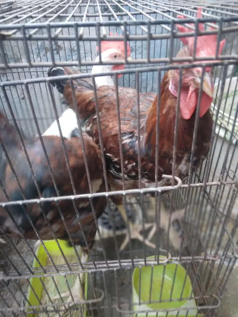 Desi murga home breed full cock — photo 5