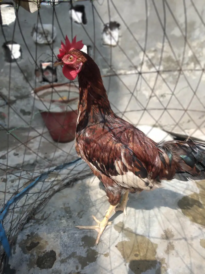 Desi murga home breed full cock — photo 6