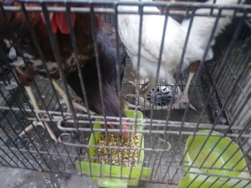 Desi murga home breed full cock — photo 7