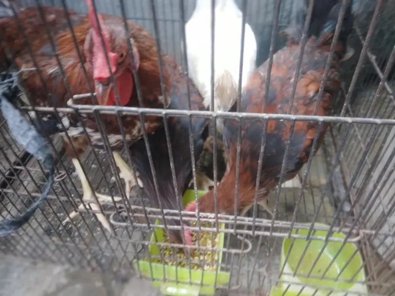 Desi murga home breed full cock — photo 8