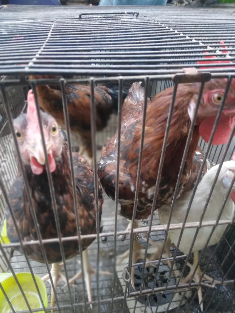 Desi murga home breed full cock — photo 9