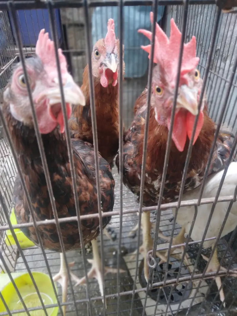 Desi murga home breed full cock — photo 10