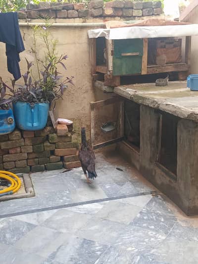 aseel hen for sale with 12 fertile egg