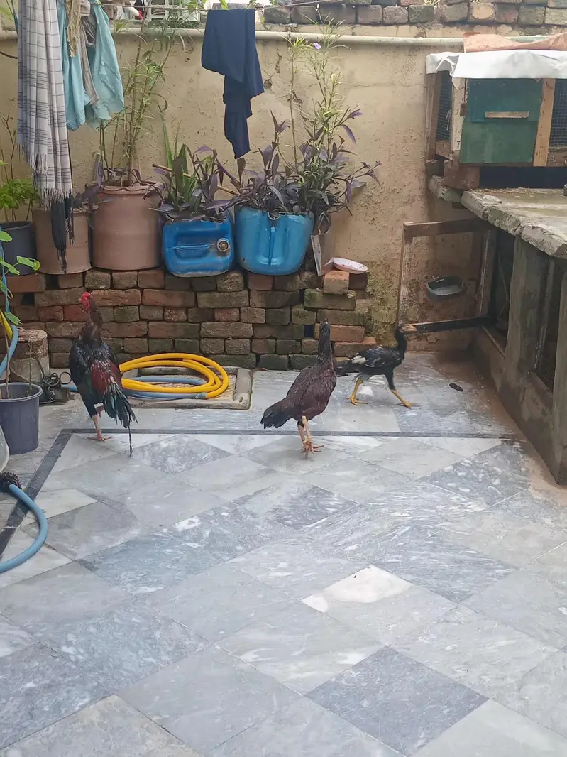 aseel hen for sale with 12 fertile egg — photo 2