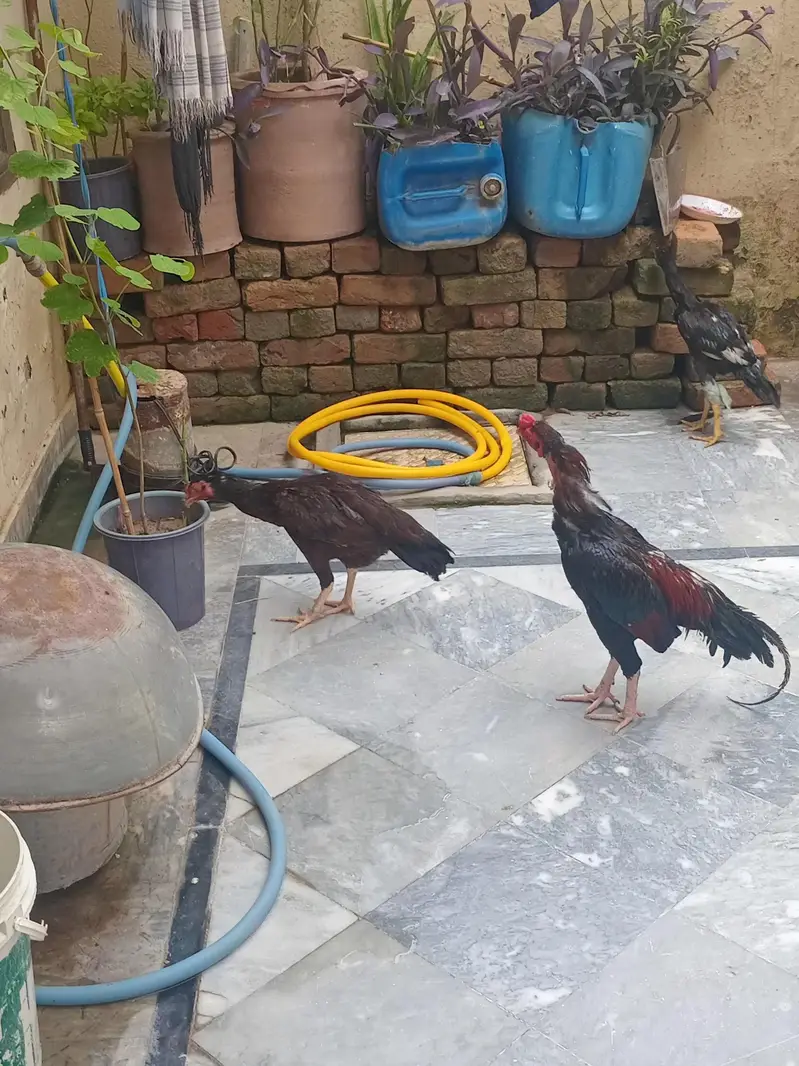 aseel hen for sale with 12 fertile egg — photo 3