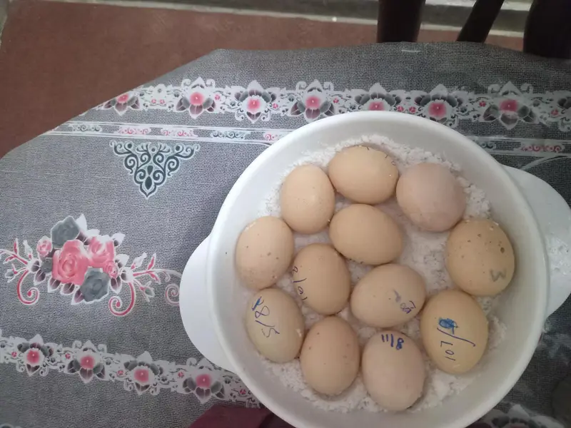 aseel hen for sale with 12 fertile egg — photo 4