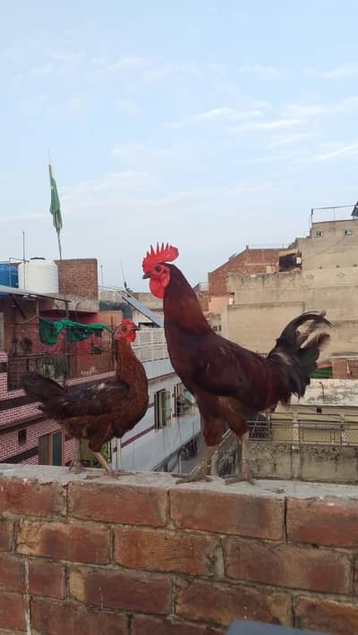 anday say naklay hai