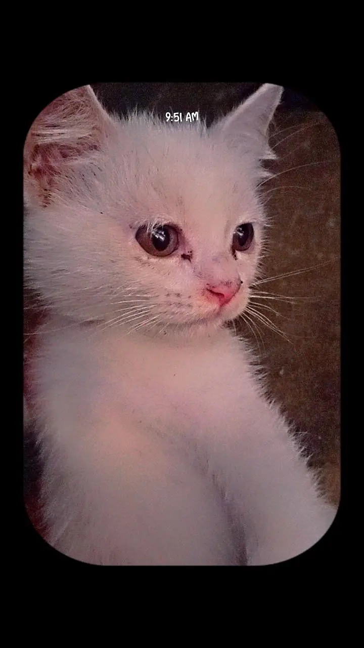 beautiful Kittens — photo 2