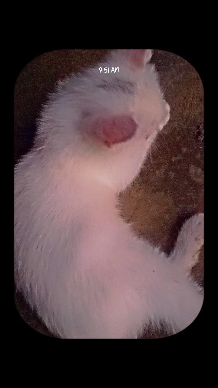 beautiful Kittens — photo 3