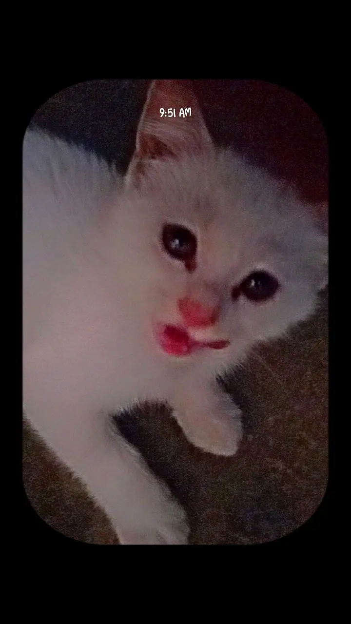 beautiful Kittens — photo 4