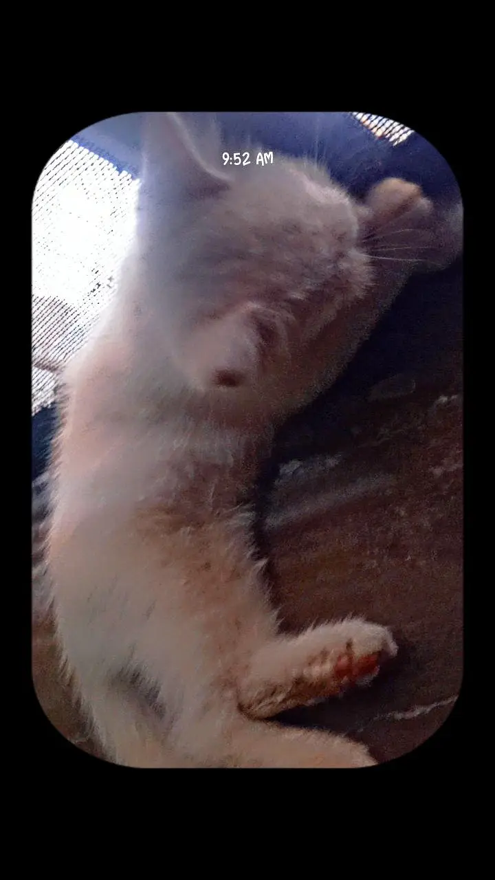 beautiful Kittens — photo 5