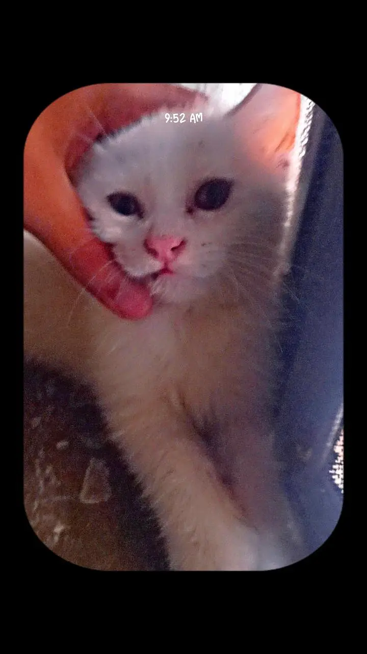 beautiful Kittens — photo 6