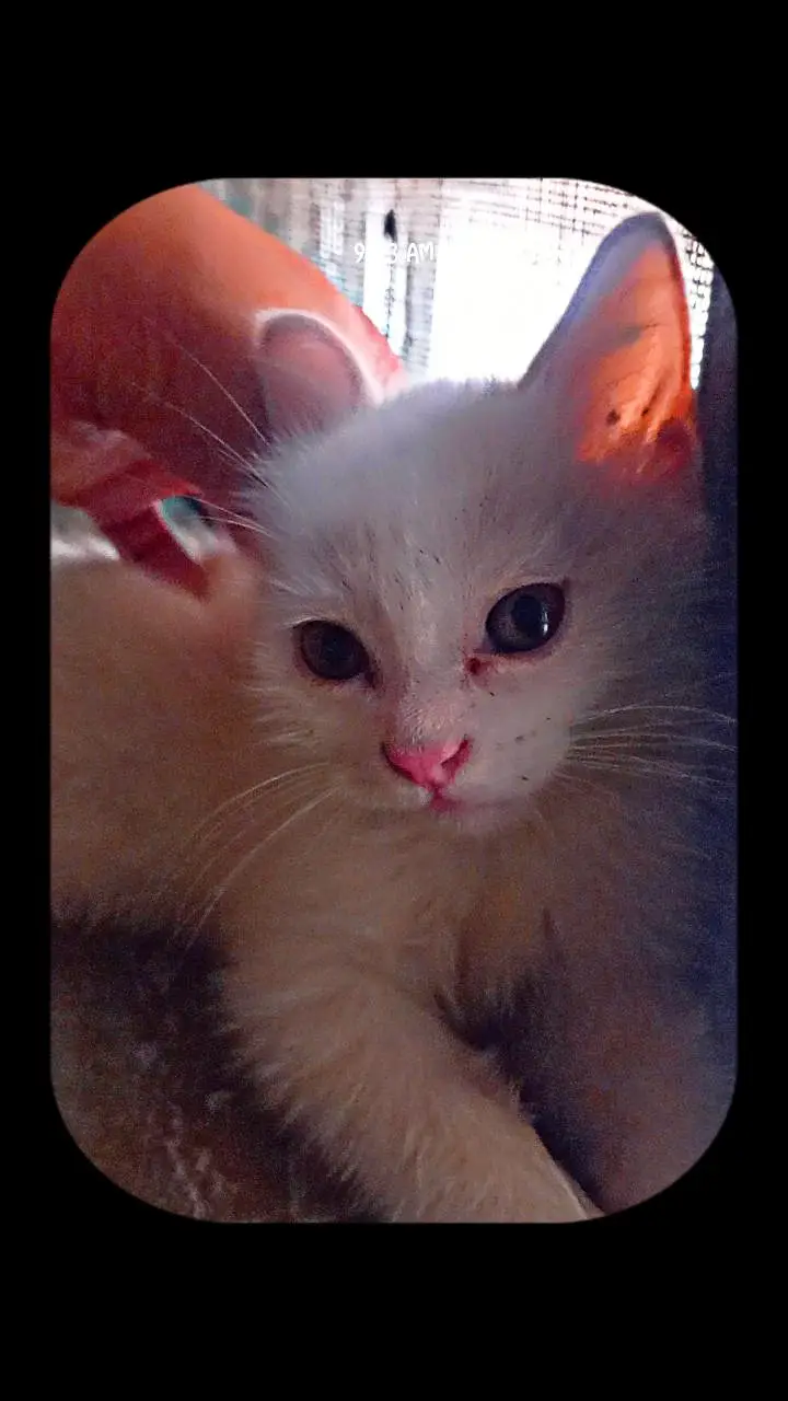 beautiful Kittens — photo 7