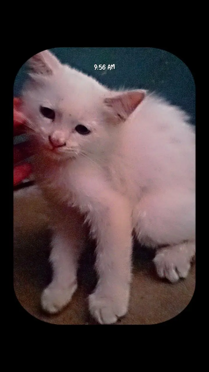beautiful Kittens — photo 8