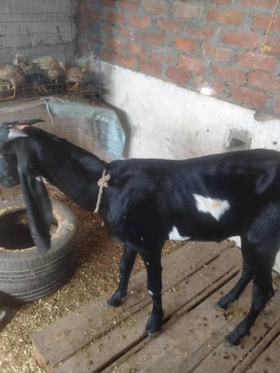 2 daant Kala dubba beetal bakra for sale.