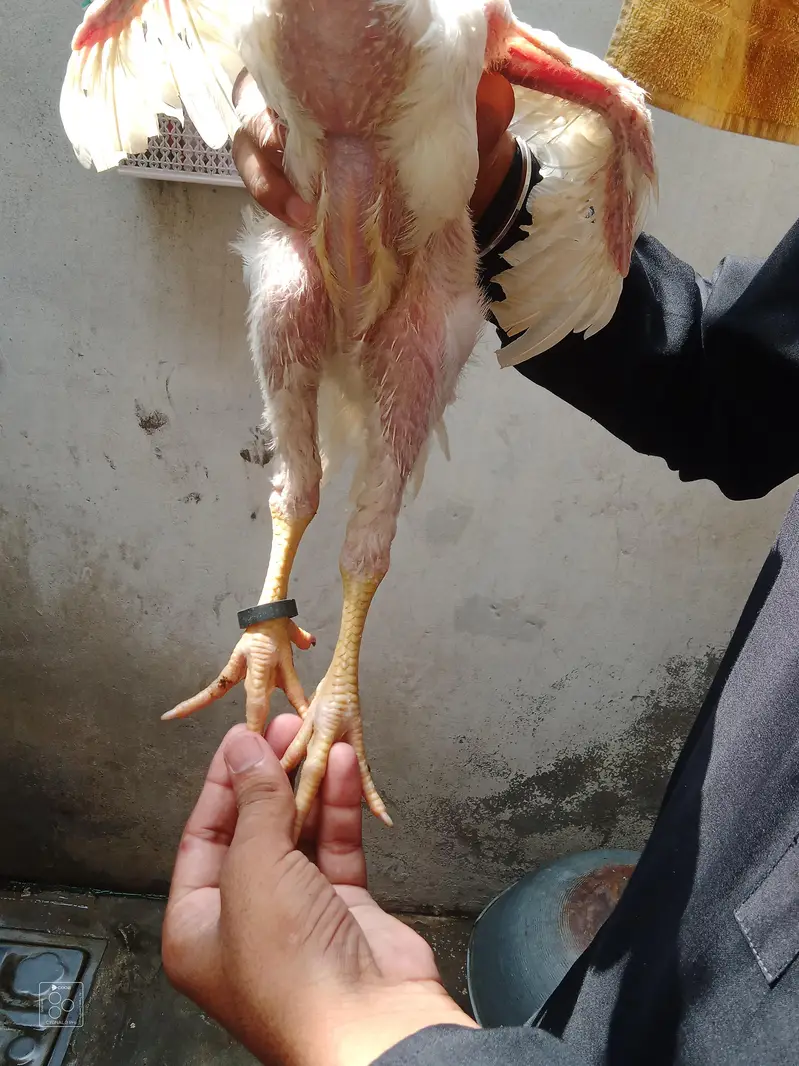 premium quality Shamo imported blood — photo 5
