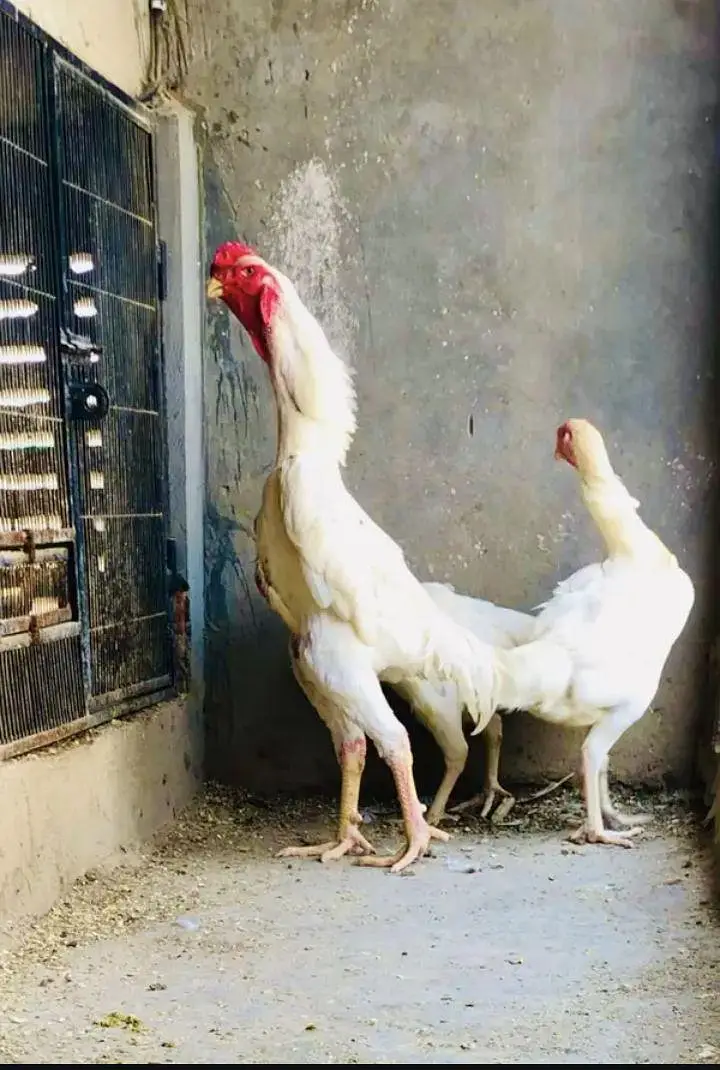 premium quality Shamo imported blood — photo 6