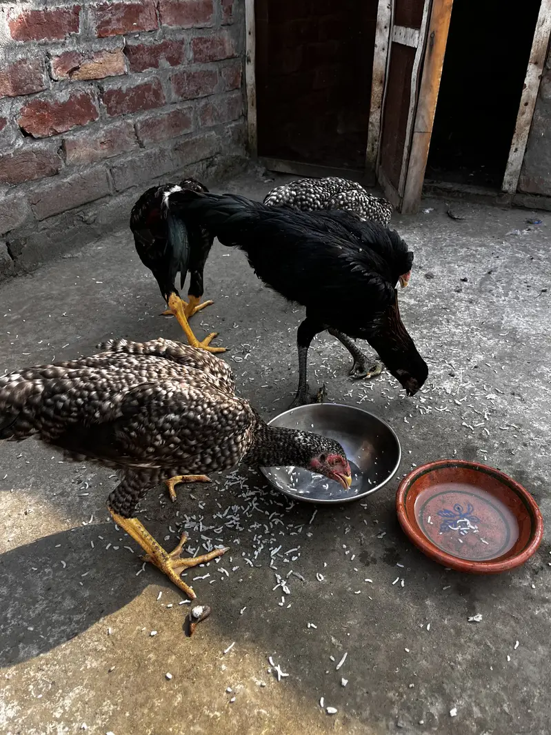 Thai or bharmi ka karos — photo 10