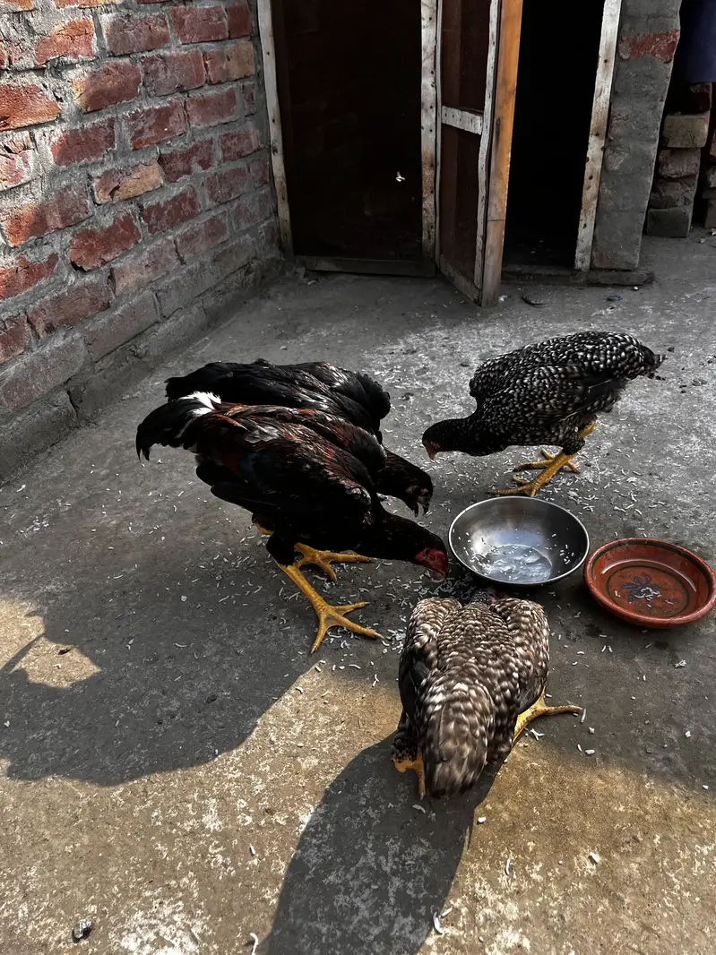 Thai or bharmi ka karos — photo 11