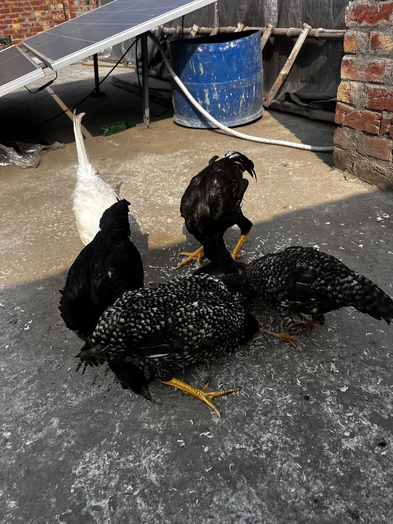 Thai or bharmi ka karos — photo 12