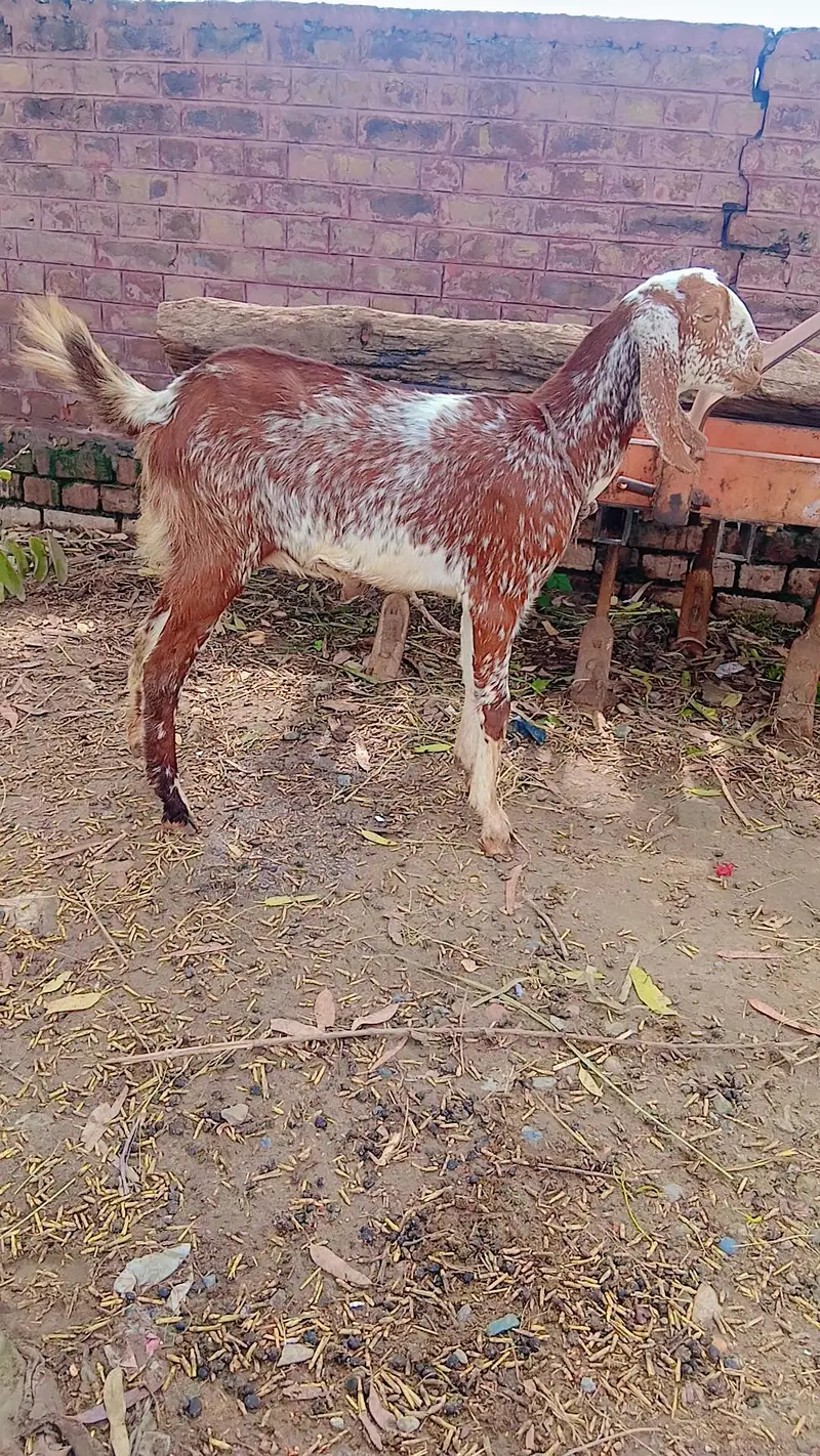 Dasi Bakrii