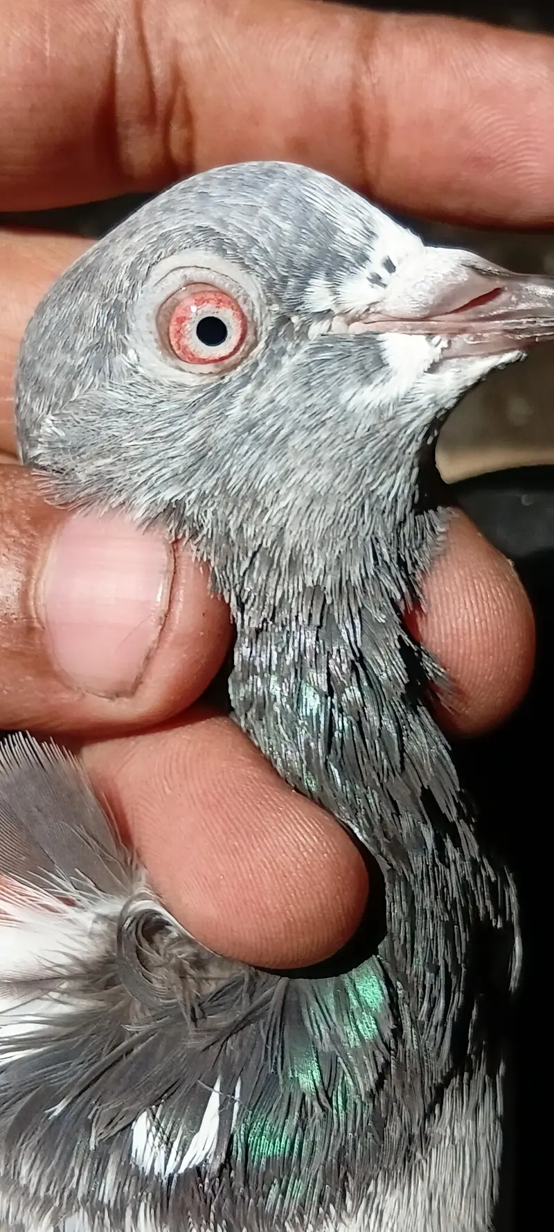 main nazer shab k red ankh waly 03324749662 — photo 3