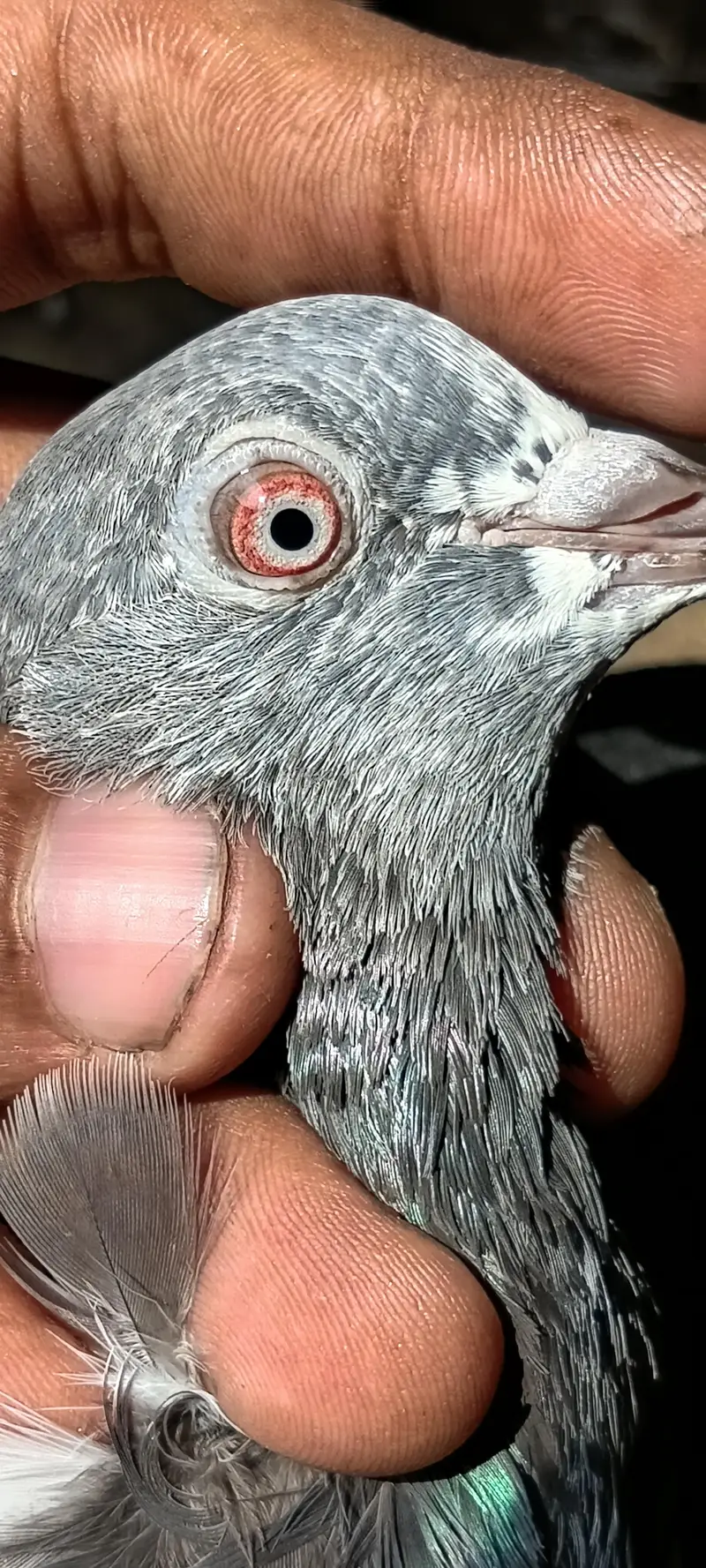 main nazer shab k red ankh waly 03324749662 — photo 4