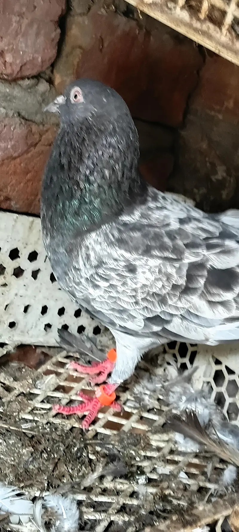 main nazer shab k red ankh waly 03324749662 — photo 5