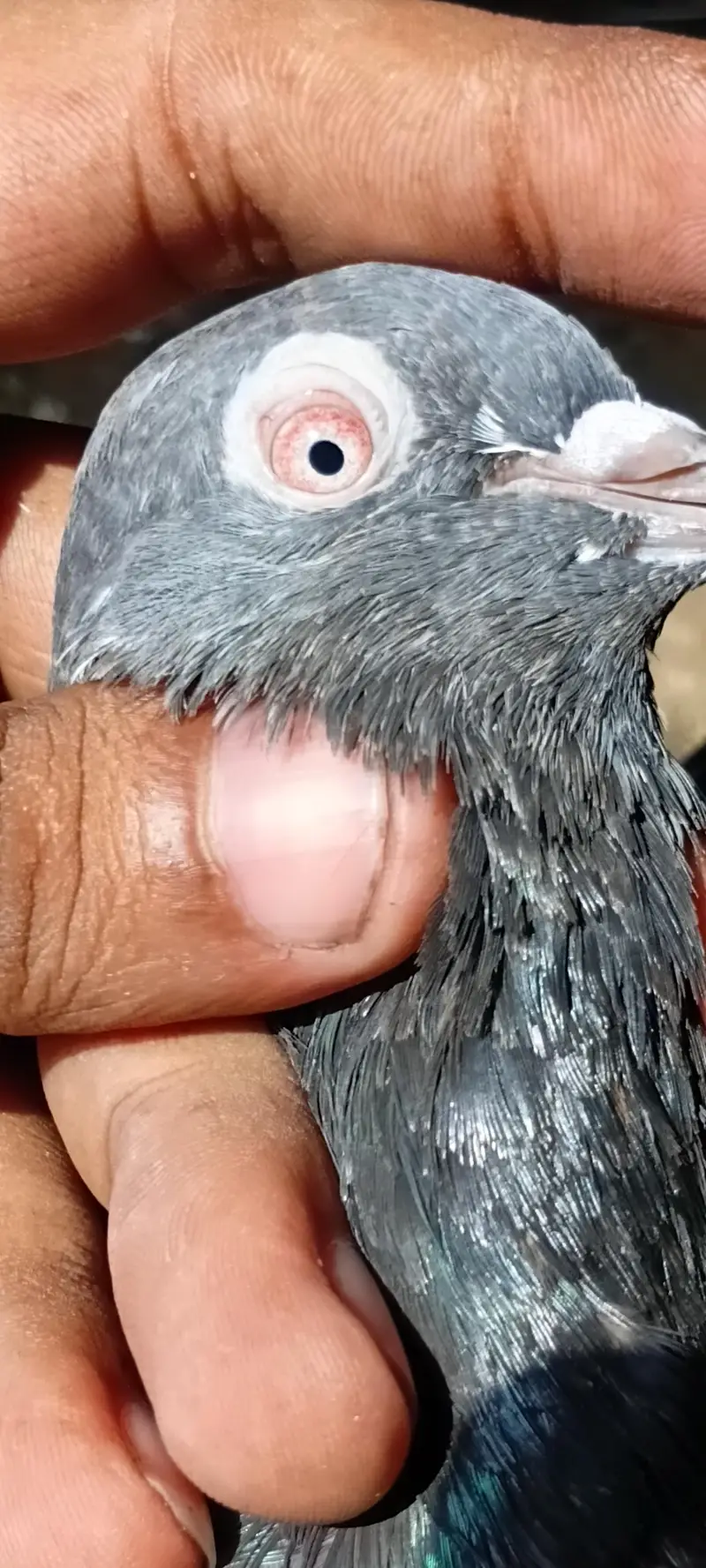 main nazer shab k red ankh waly 03324749662 — photo 8