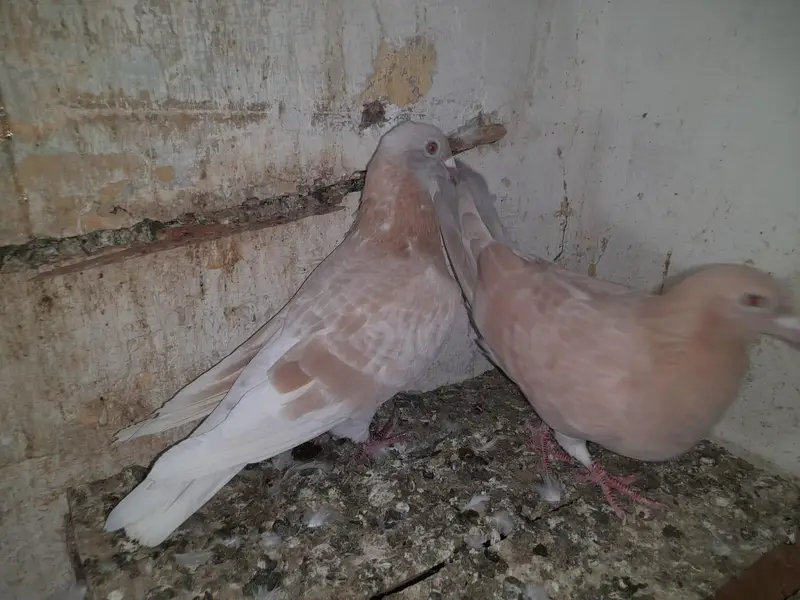 Gubara breeder maile and. Raserbreder paire far saile. — photo 6
