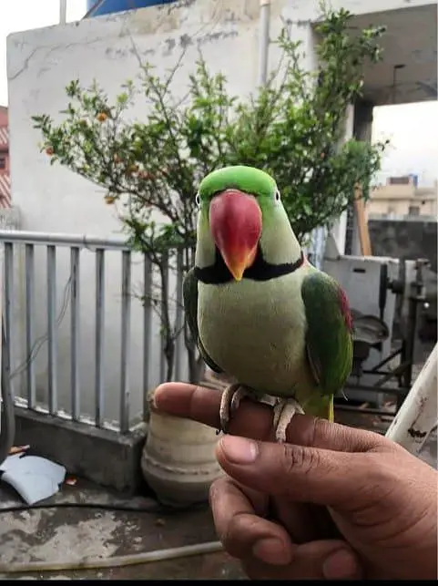 Kashmir Raw Parrot  handtam