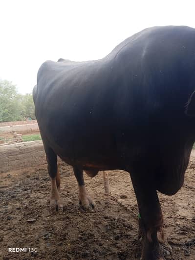 First Time Pregnant Buffalo (Jhoti) For Sale in Khanewal