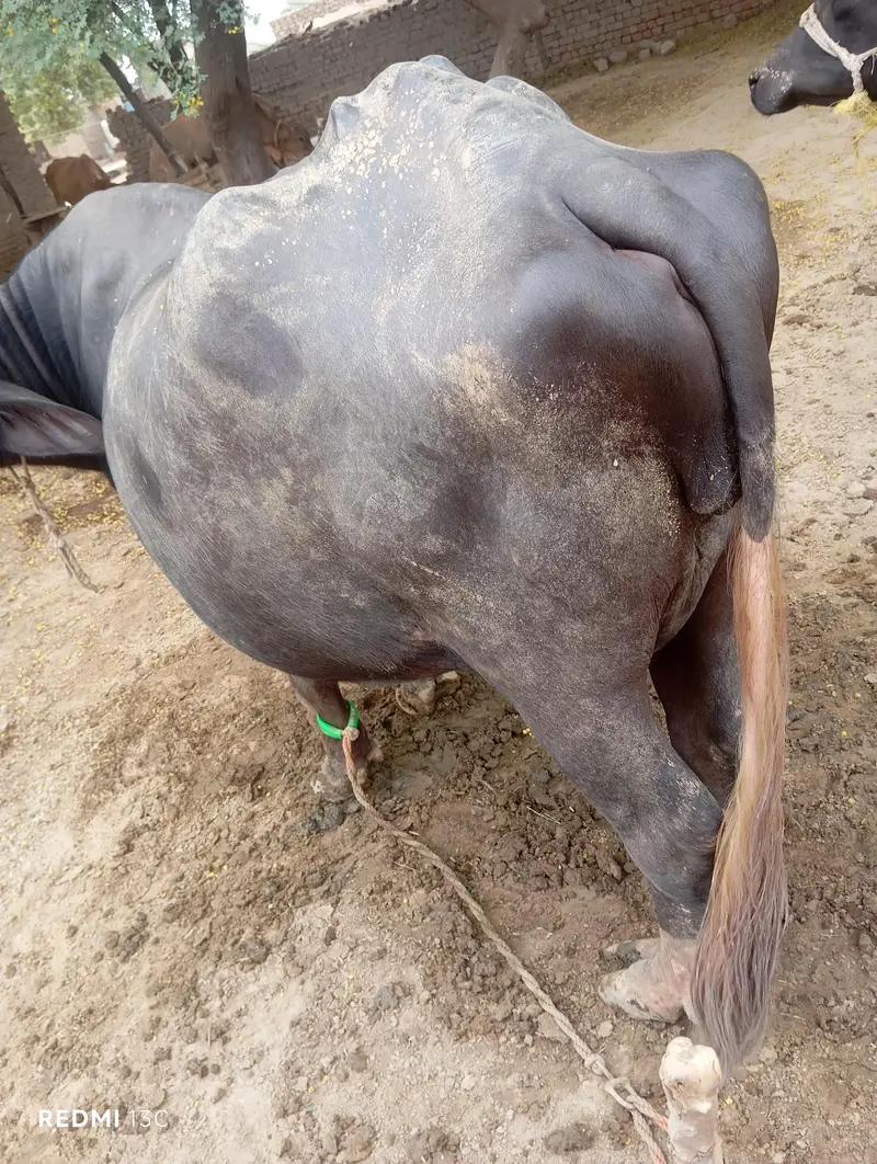 First Time Pregnant Buffalo (Jhoti) For Sale in Khanewal — photo 2