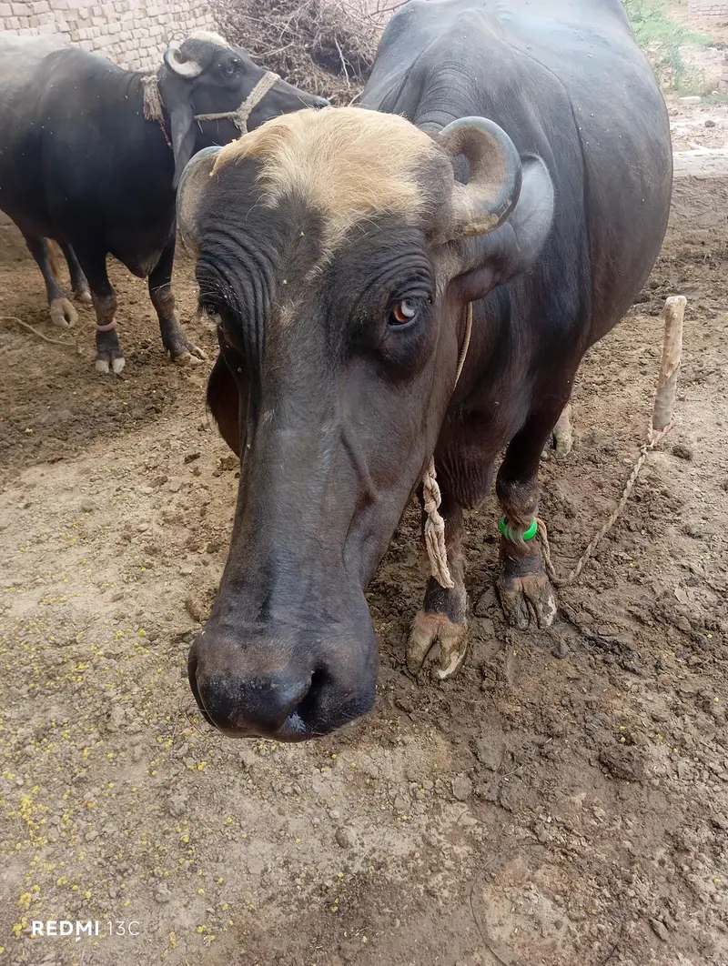 First Time Pregnant Buffalo (Jhoti) For Sale in Khanewal — photo 3