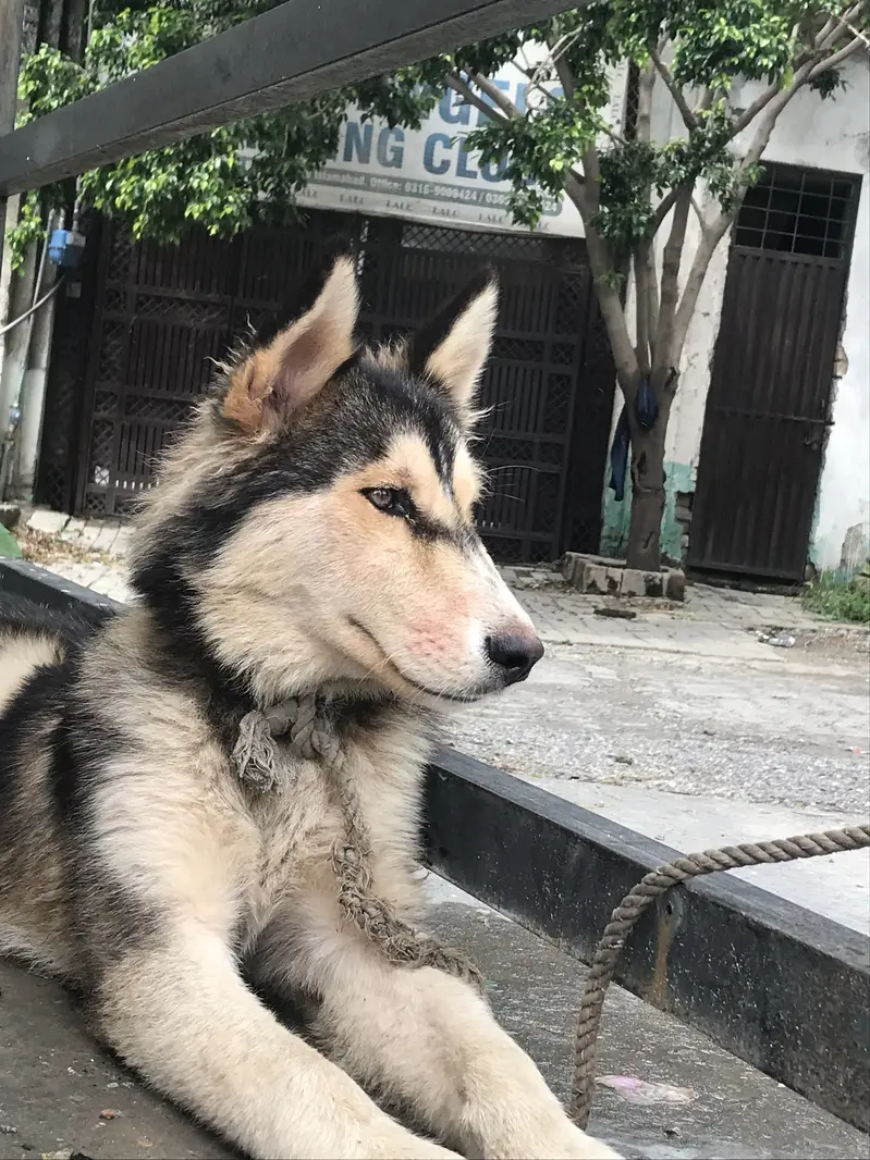 Husky dog bot ach ha fori sil