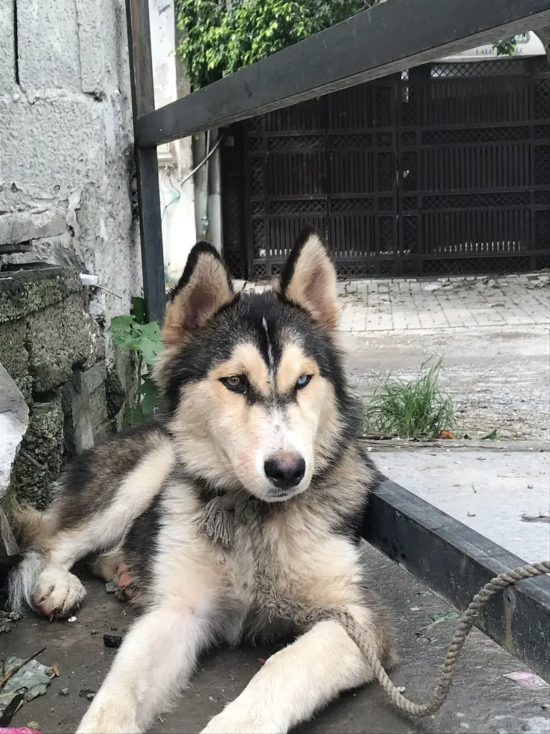 Husky dog bot ach ha fori sil — photo 2