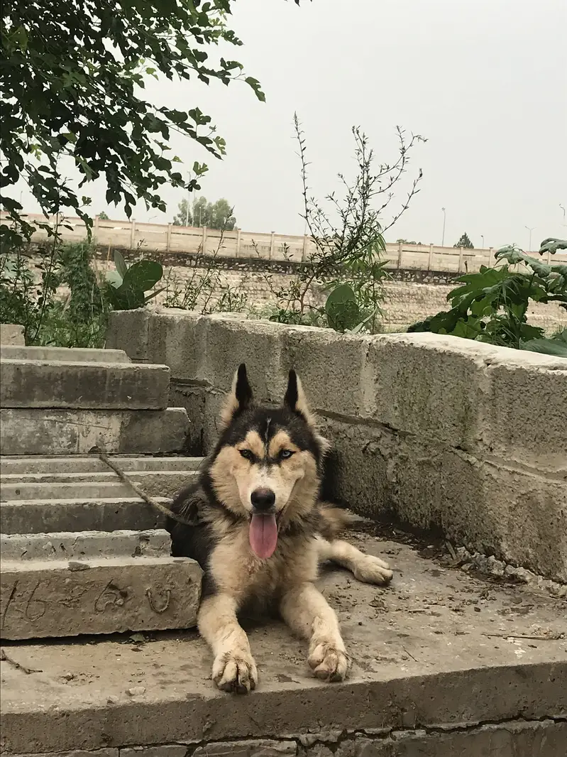 Husky dog bot ach ha fori sil — photo 3