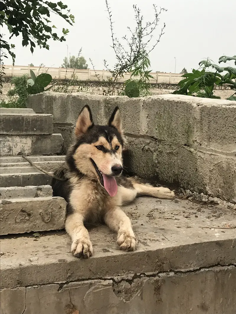 Husky dog bot ach ha fori sil — photo 4