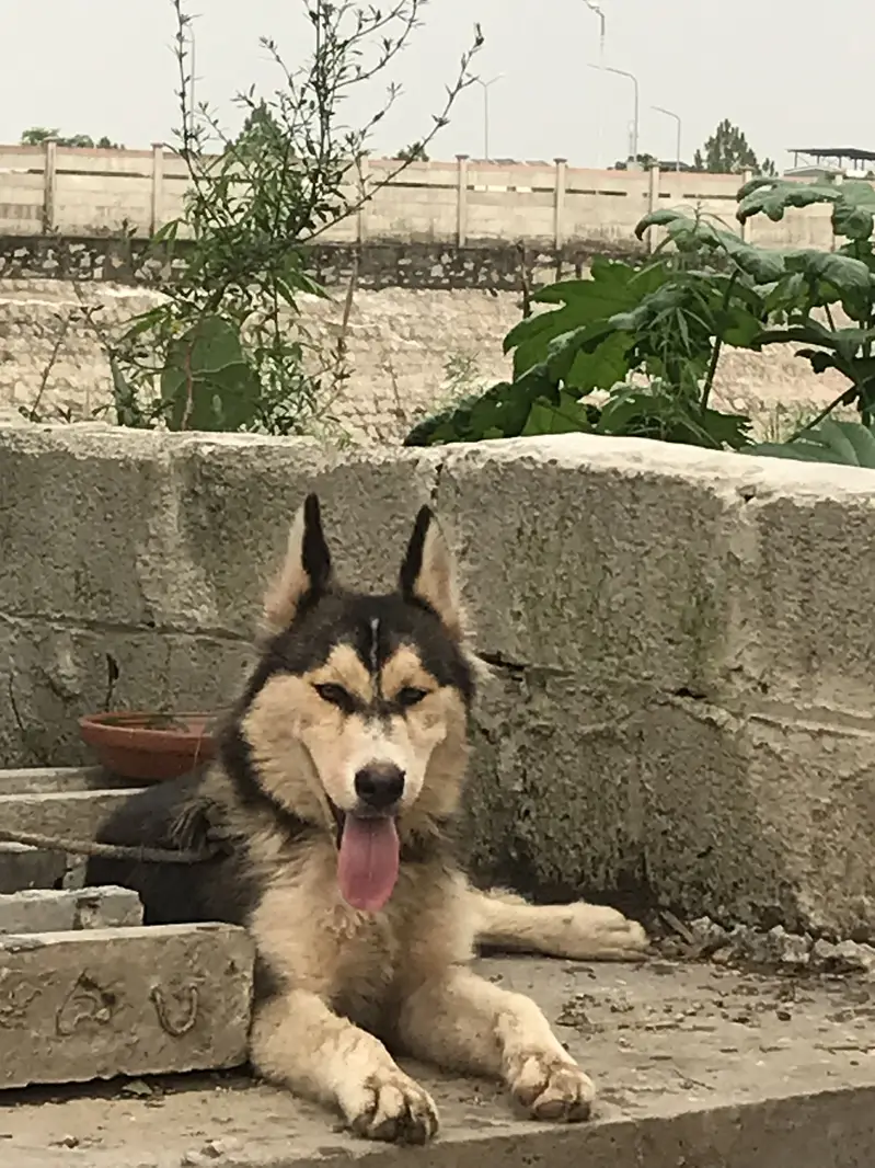 Husky dog bot ach ha fori sil — photo 5