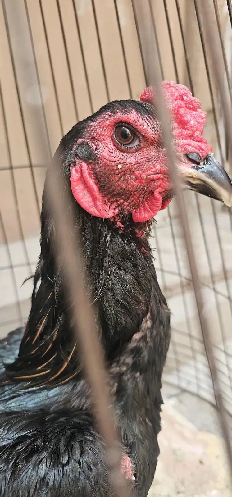 Pure Dragon Aseel Male | aseel mughra | quality aseel | Pure Bloodline — photo 2