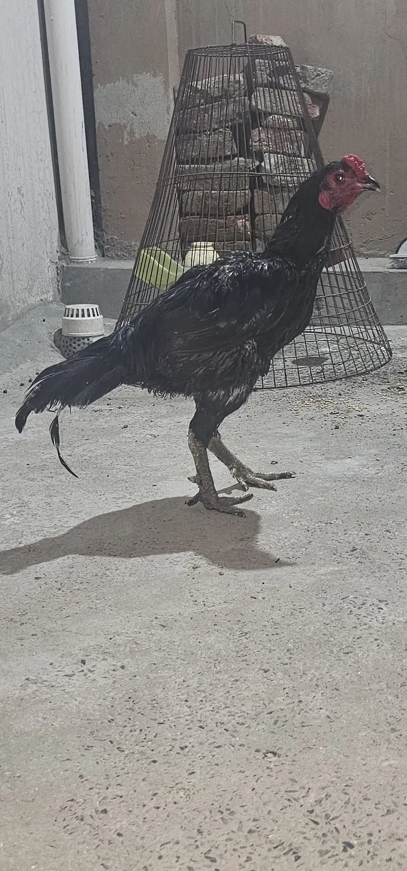 Pure Dragon Aseel Male | aseel mughra | quality aseel | Pure Bloodline — photo 3