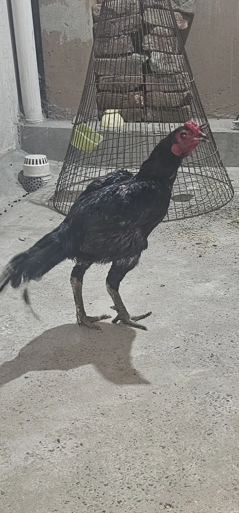 Pure Dragon Aseel Male | aseel mughra | quality aseel | Pure Bloodline — photo 4