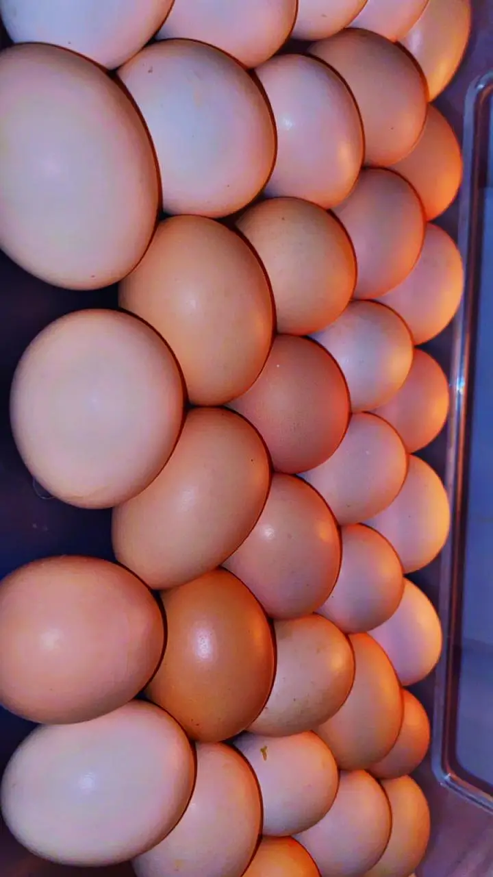 DEsi Eggs — photo 3