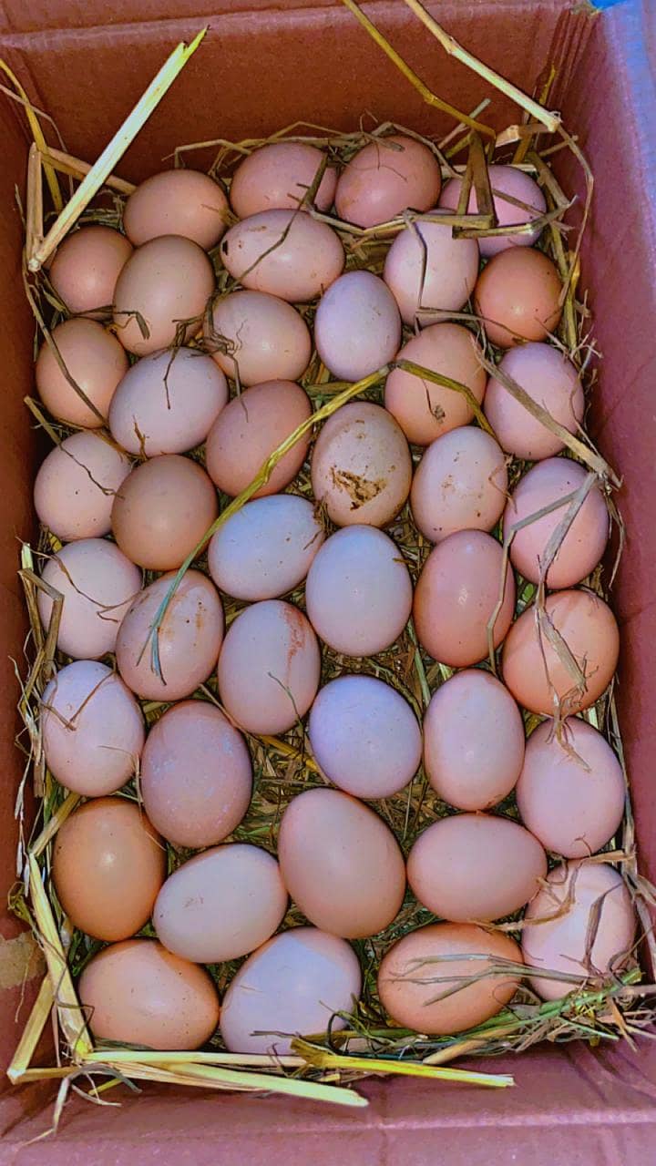 DEsi Eggs 6