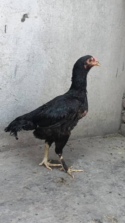 Thai Kurk Hen/ Thai Permoze/ Kurk Murgi / Patay wali Murgi/