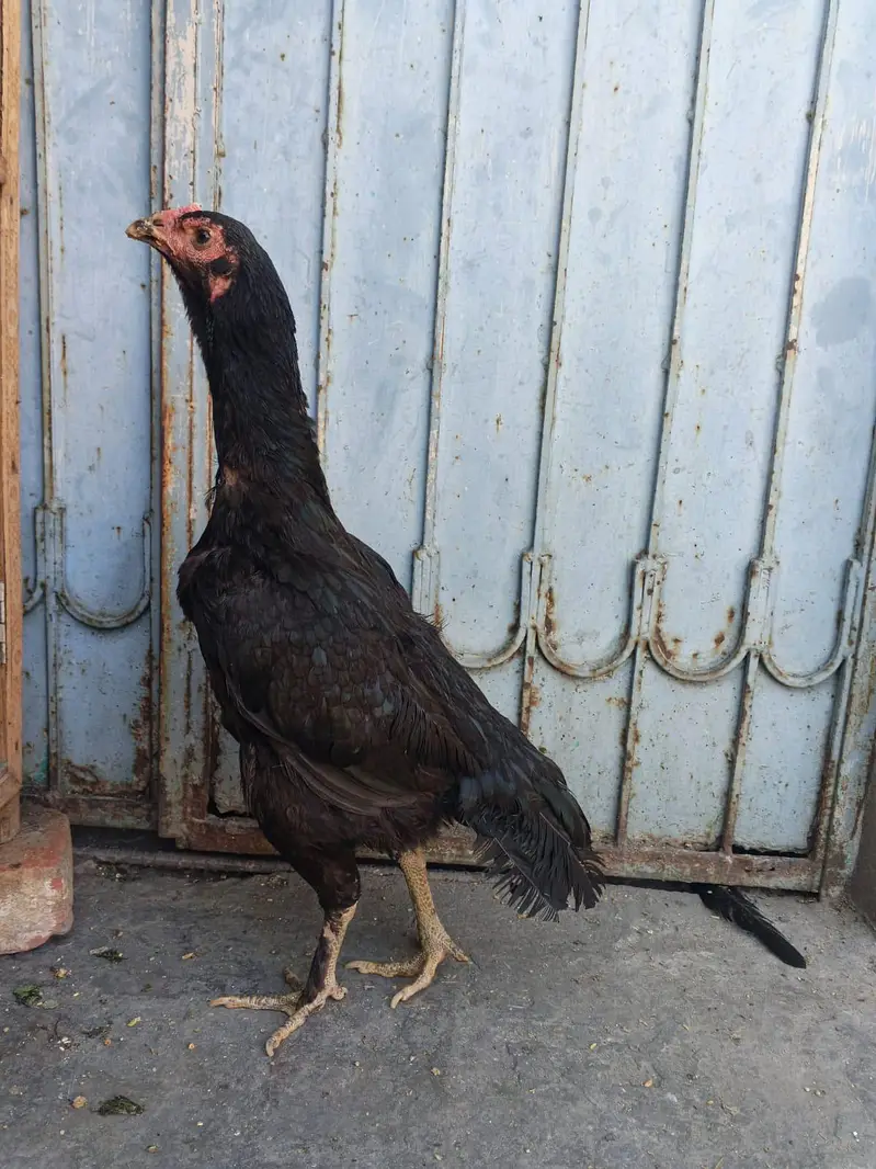 Thai Kurk Hen/ Thai Permoze/ Kurk Murgi / Patay wali Murgi/ — photo 2