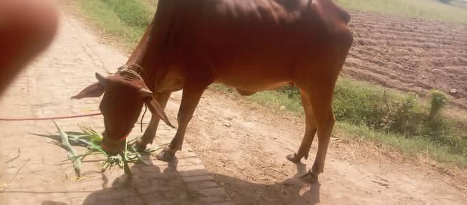 sahiwal kay aali nasal kay panch man ki bachhli sel